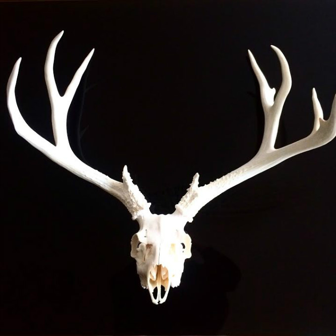 whitedeer.jpg