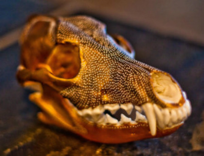 skull4-300x229.jpg