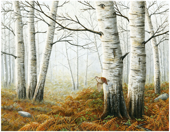 Woodcock-Canvas.jpg