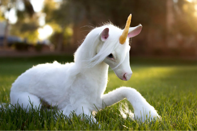 handmade_poseable_unicorn___youtube_video__by_kaypeacreations-db1qiyb-5a78c19e11d70__880.jpg