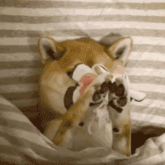 QQ图片20190422113128.gif