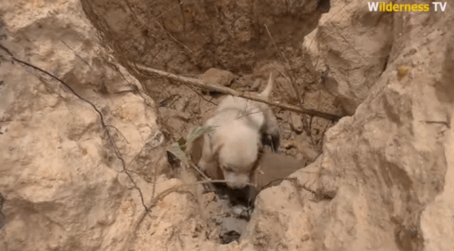 08.gif