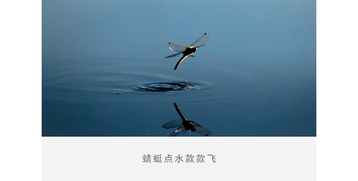 蜻蜓公众号（800）_08.jpg