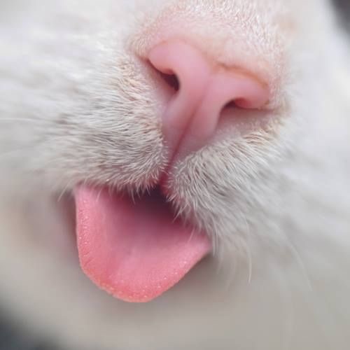 拥有这些百元级猫系小物，做个一百分奴才